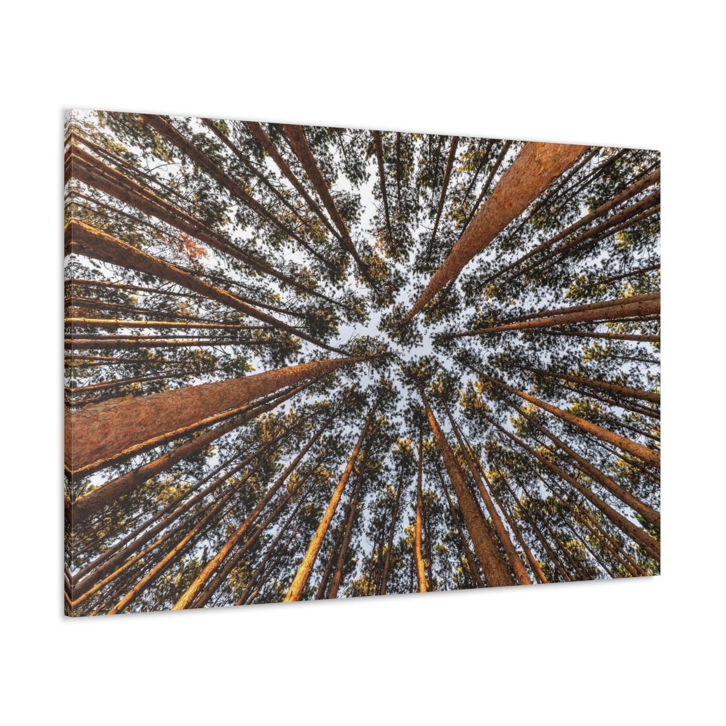 Copy of Copy of Copy of Canvas Gallery Wraps