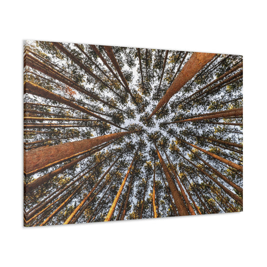 Copy of Copy of Copy of Canvas Gallery Wraps