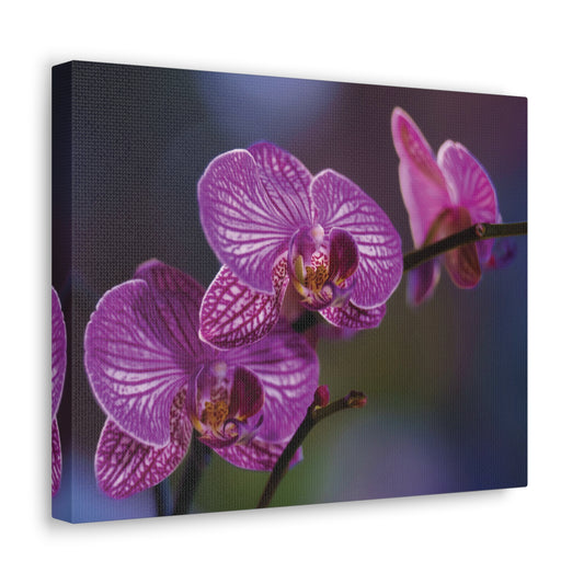 Copy of Copy of Copy of Copy of Copy of Canvas Gallery Wraps