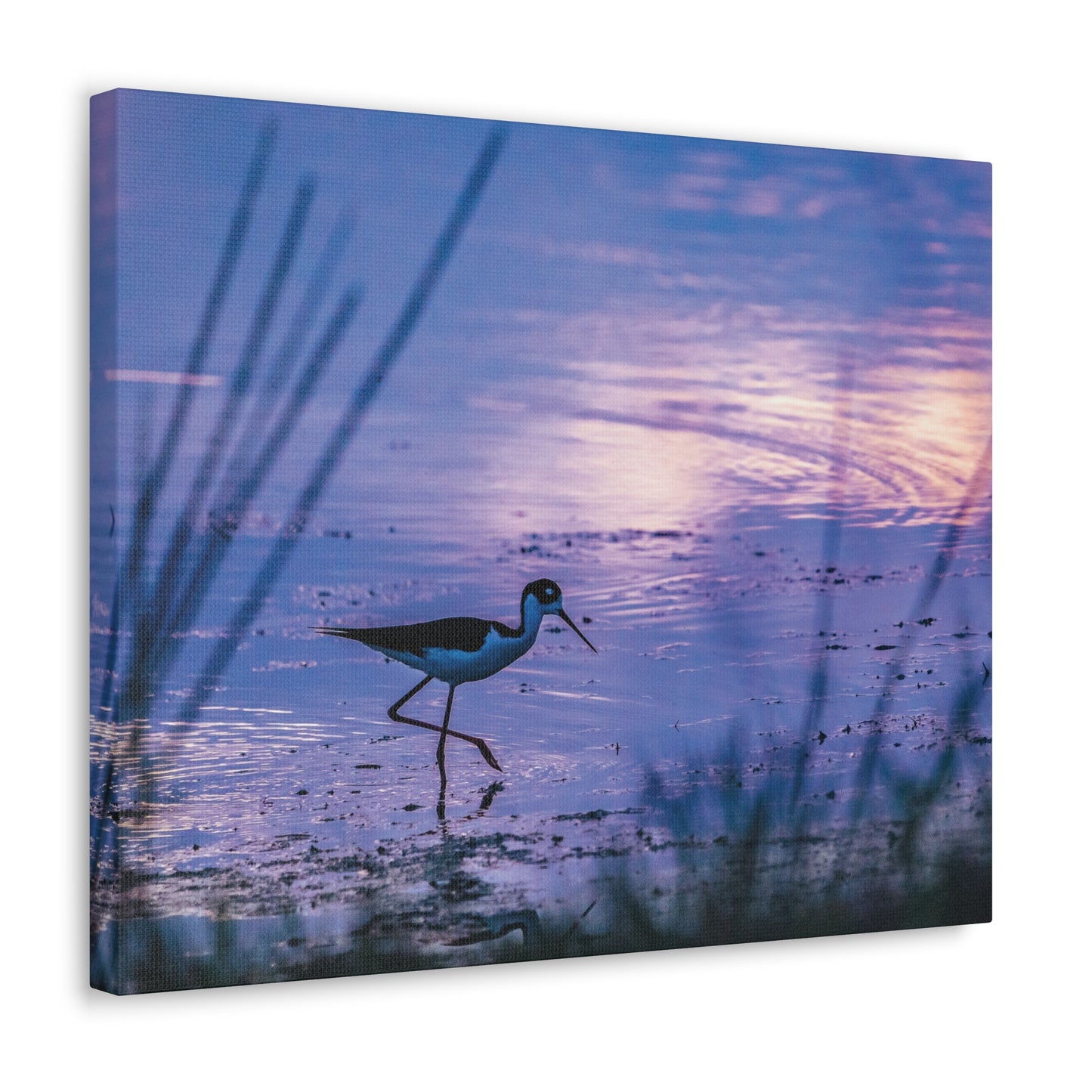 Black-Necked Stilt Canvas Gallery Wraps