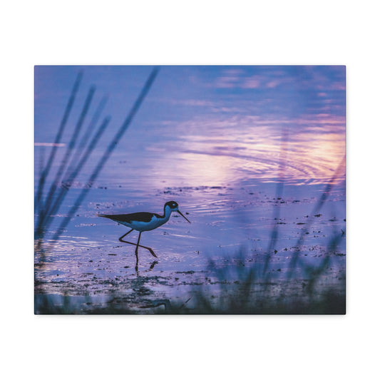 Black-Necked Stilt Canvas Gallery Wraps