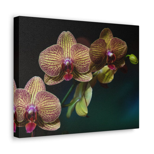 Copy of Copy of Copy of Copy of Canvas Gallery Wraps