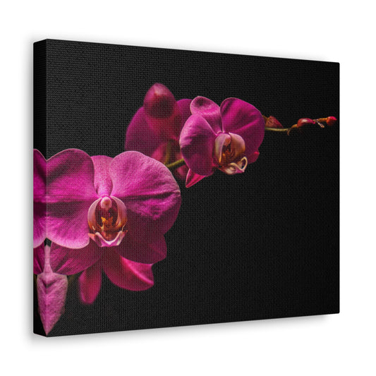 Copy of Copy of Copy of Canvas Gallery Wraps