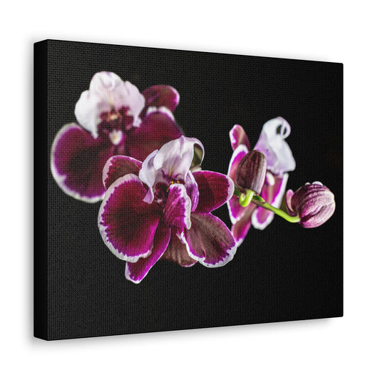 Copy of Canvas Gallery Wraps