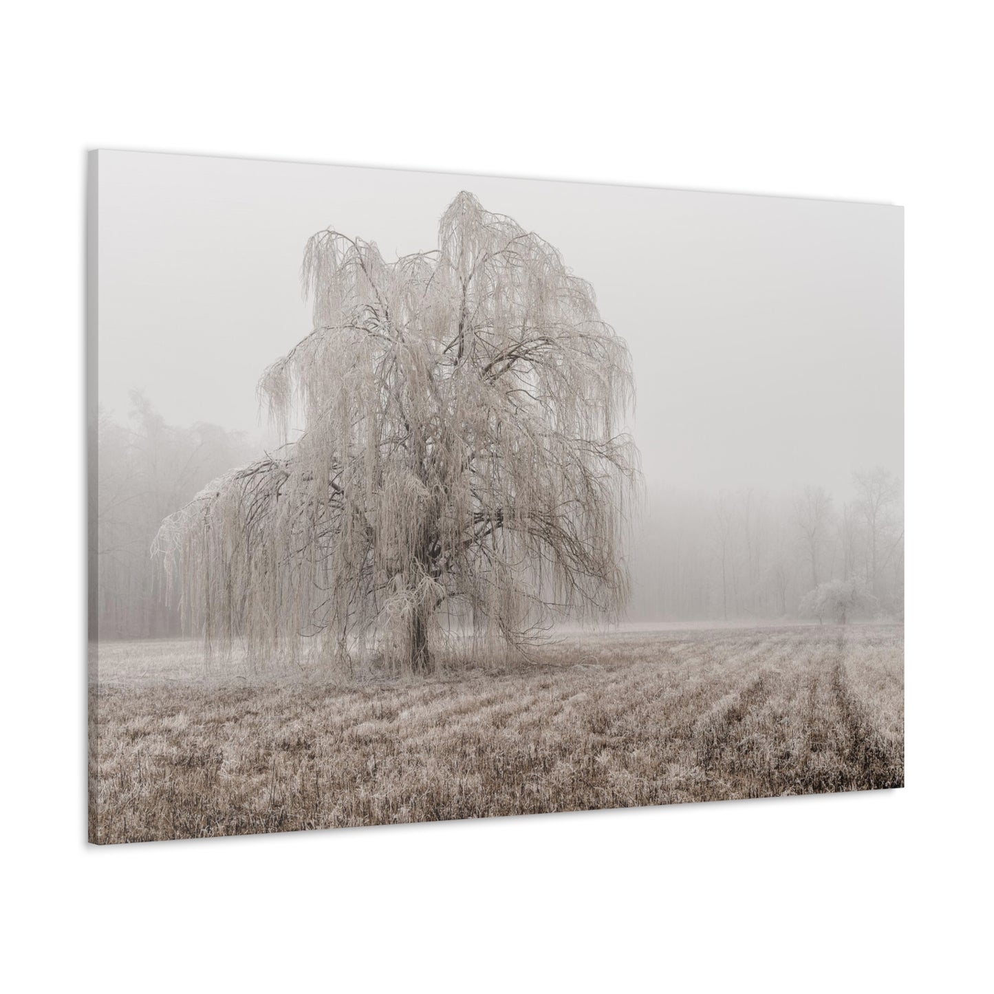 Copy of Copy of Copy of Copy of Canvas Gallery Wraps