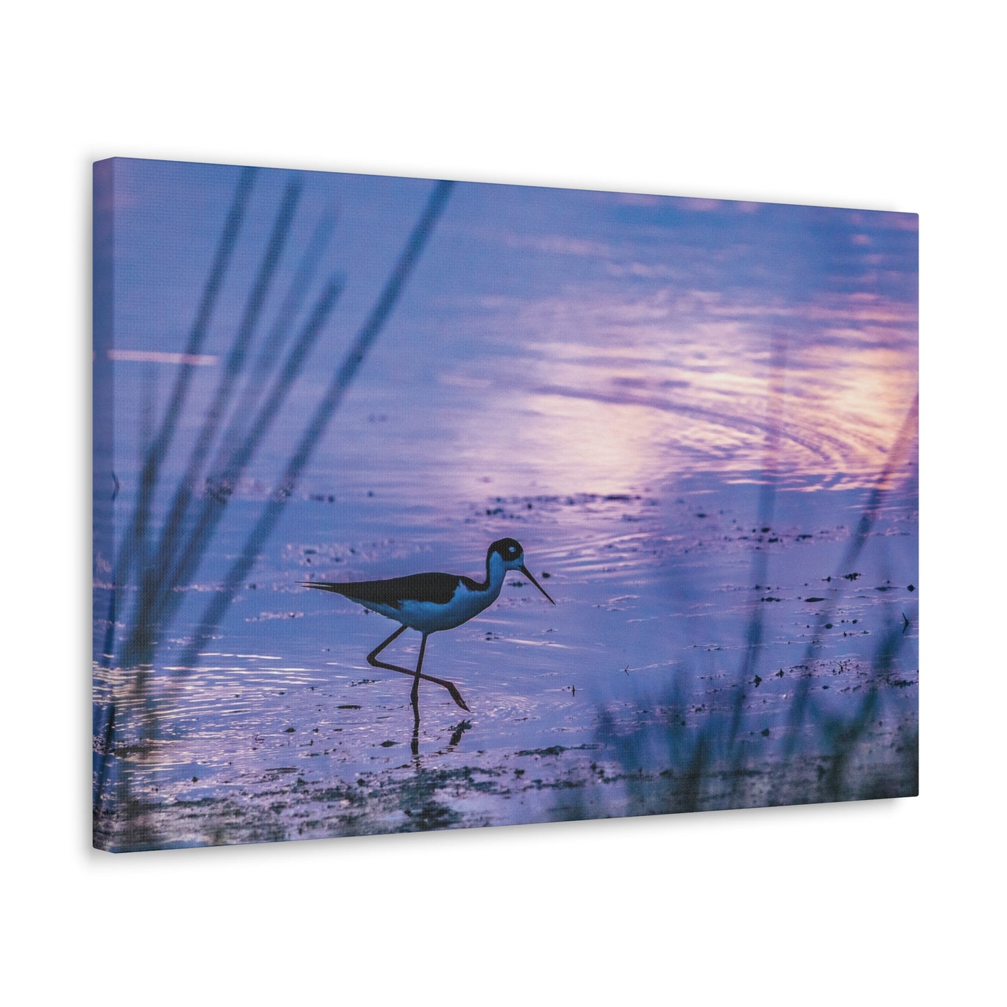Black-Necked Stilt Canvas Gallery Wraps