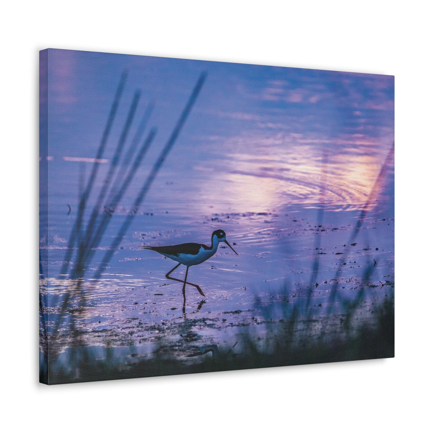 Black-Necked Stilt Canvas Gallery Wraps