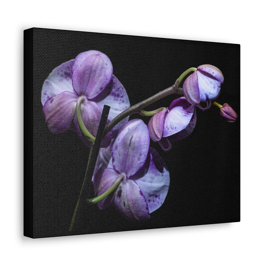 Copy of Canvas Gallery Wraps