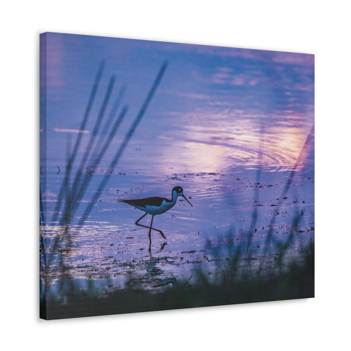 Black-Necked Stilt Canvas Gallery Wraps