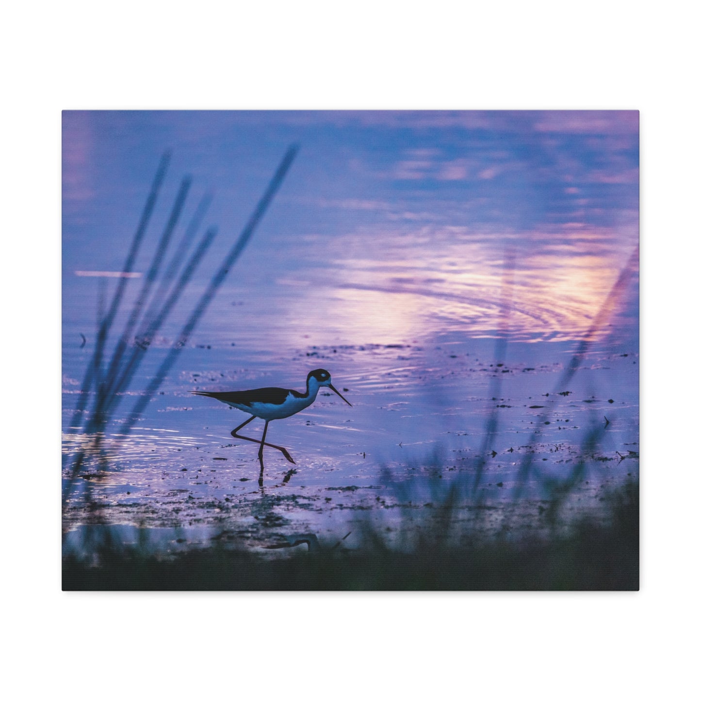 Black-Necked Stilt Canvas Gallery Wraps