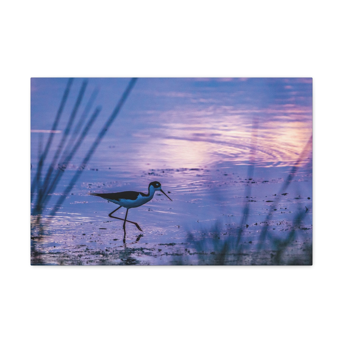 Black-Necked Stilt Canvas Gallery Wraps