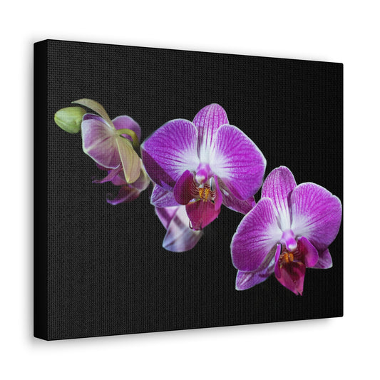 Copy of Canvas Gallery Wraps