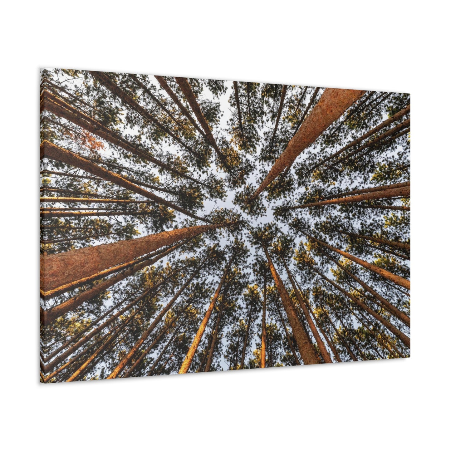 Canvas Gallery Wrap - The Spot at Oak Openings