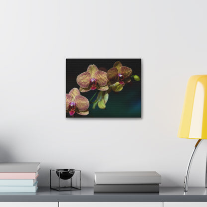 Copy of Copy of Copy of Copy of Canvas Gallery Wraps
