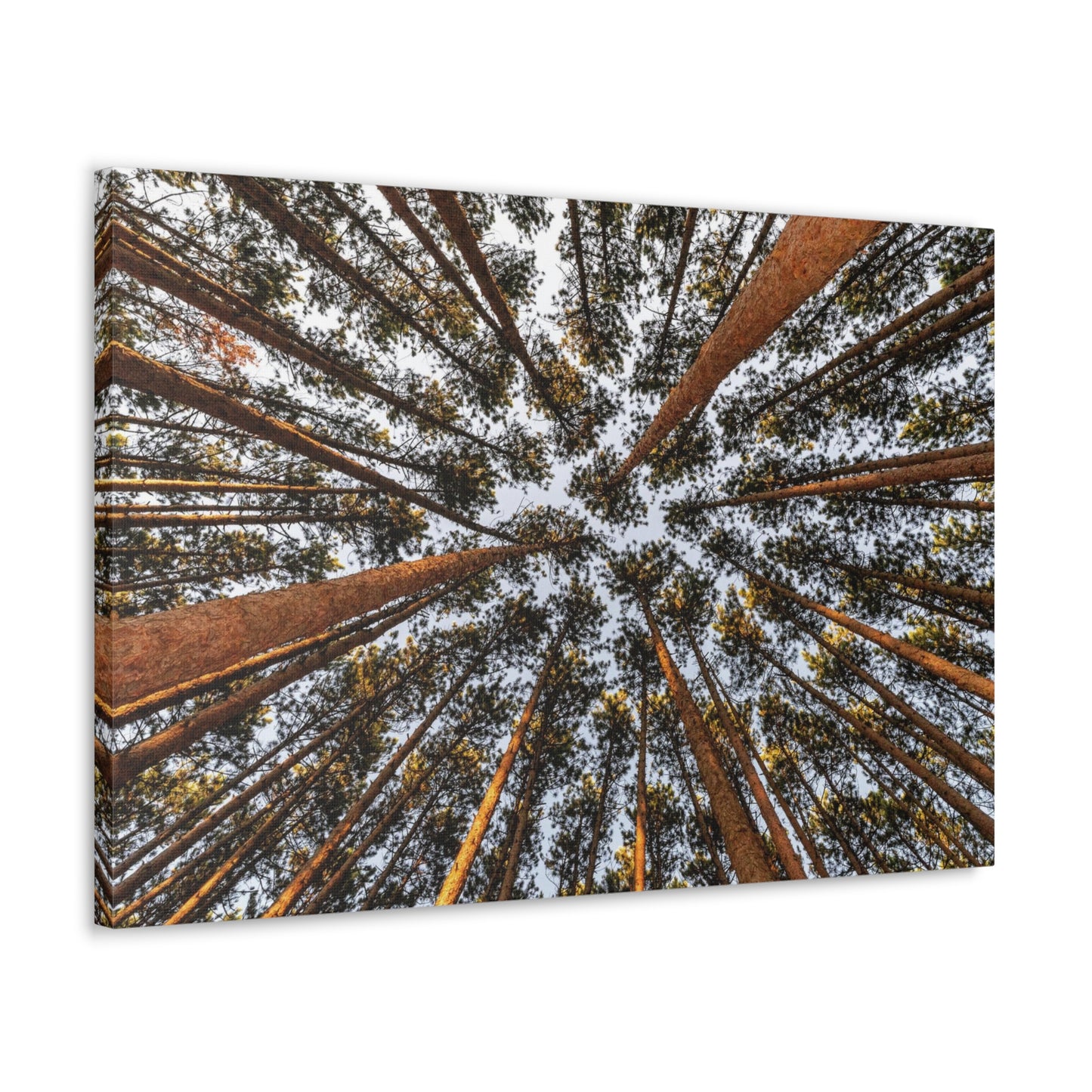 Canvas Gallery Wrap - The Spot at Oak Openings