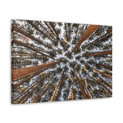 Canvas Gallery Wrap - The Spot at Oak Openings