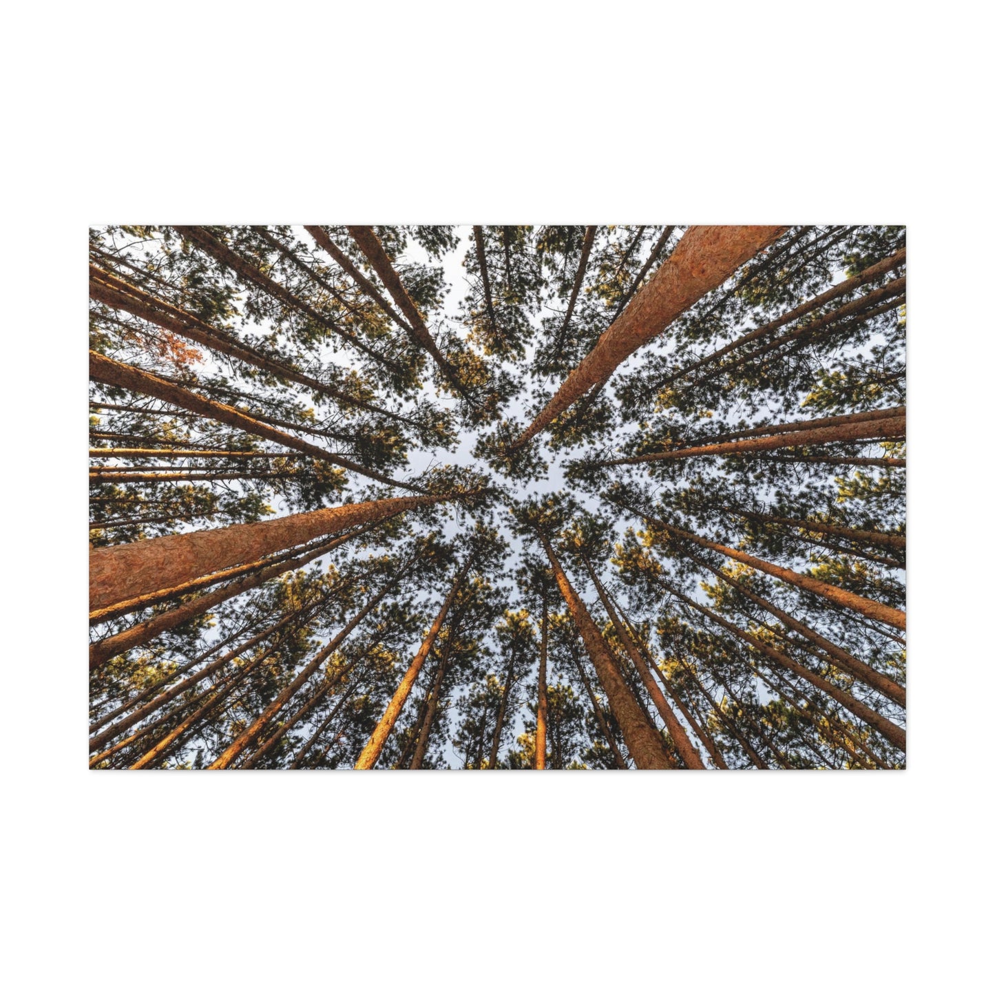 Canvas Gallery Wrap - The Spot at Oak Openings