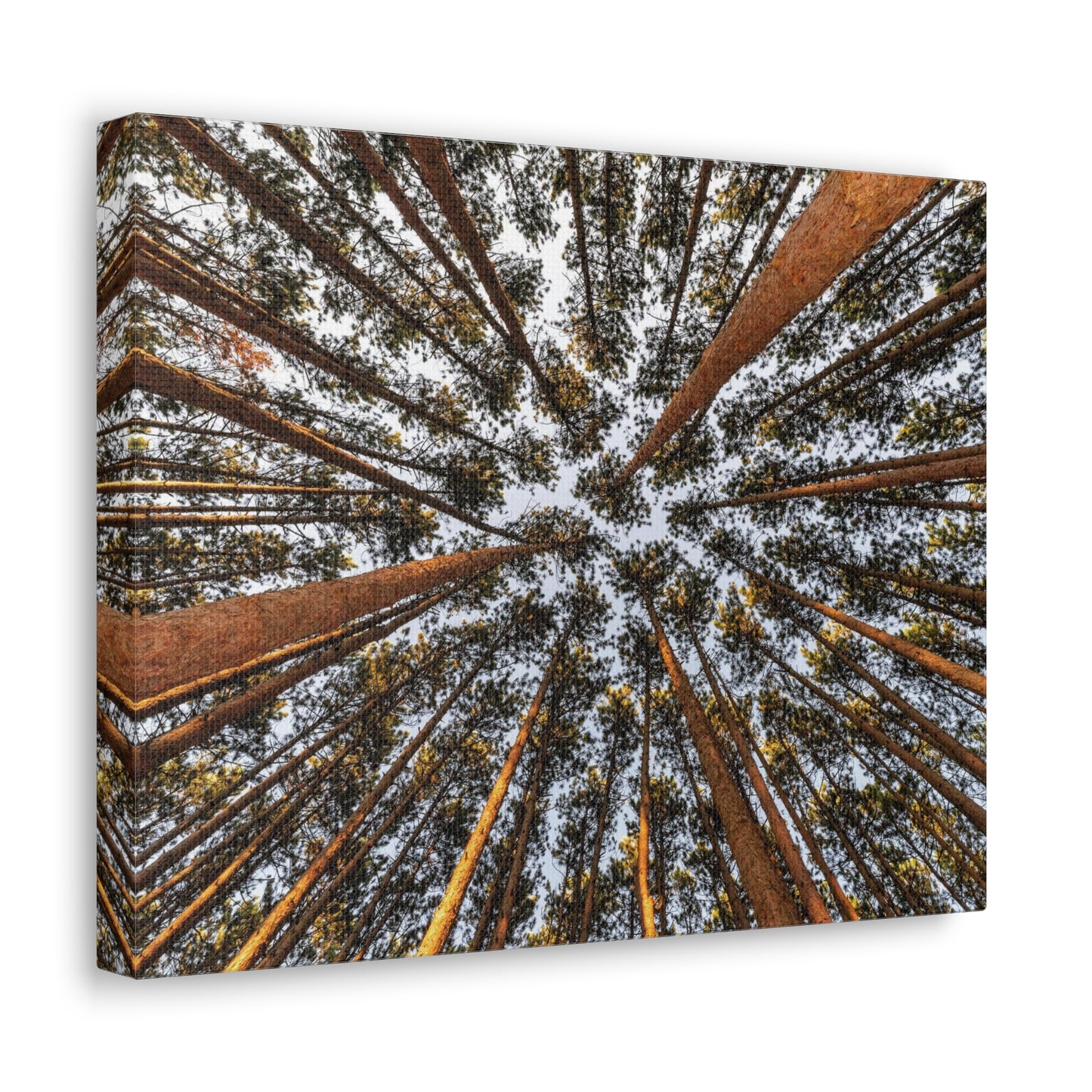 Canvas Gallery Wrap - The Spot at Oak Openings