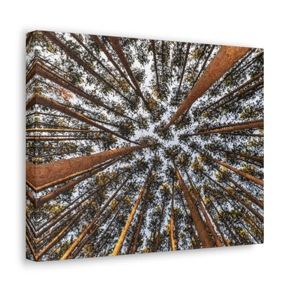 Canvas Gallery Wrap - The Spot at Oak Openings