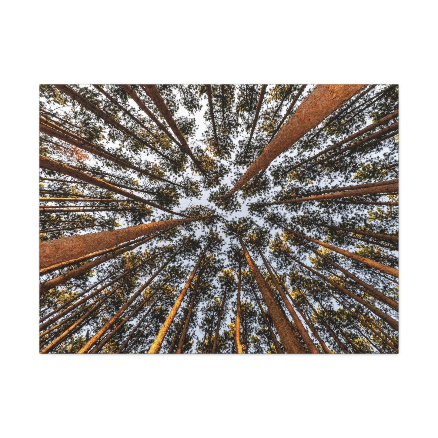 Canvas Gallery Wrap - The Spot at Oak Openings
