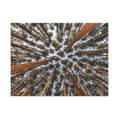 Canvas Gallery Wrap - The Spot at Oak Openings
